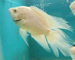 Ikan oscar, pasti sudah banyak dari anda yang cukup familiar dengan diantara jenis selain mempunyai warna dasar hitam, ikan oscar juga memilki spesies oscar albino. Jenis Ikan Oscar Dan Alasan Kamu Perlu Membudidayakannya Sekarang Bukareview
