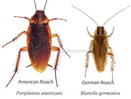 How To Get Rid Of Roaches Kill Roaches