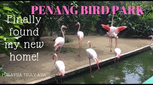 Kawasan ini seluas 5 ekar. Penang Bird Park Perai Destimap Destinations On Map