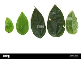 Image result for Tiliacora