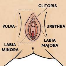 Explain to students that this is what we would see if we could look inside the private parts of the body, behind the skin. Vaginal Parts And Anatomy Explained Female Sexual Anatomy