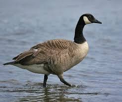 I read that all types of geese don't migrate, some do and some don't. Canada Goose Habitat Life Reproduction Schoolworkhelper