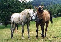 See more ideas about horses, beautiful horses, horse painting. Ein Pferdeleben