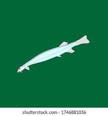 Image result for Vandellia