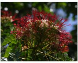Image result for Albizia gummifera