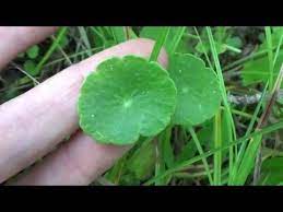 Join me on a walk down edible lane in florida. Pennywort Or Dollarweed Edible Wild Plant Of Florida Youtube