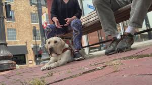 Service dogs provide greater independence, joy, fulfillment, confidence, security, and love. Arkansas Guide Dogs Still In Service Amid Pandemic Thv11 Com