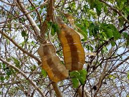 Image result for Polystachya cribbiana