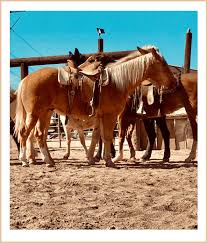 Our training program is very simple, foundation is everything and it needs to be very solid! Home Tindell S Horse And Mule School