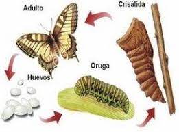 Metamorfosis De La Mariposa Conoce Todo El Proceso