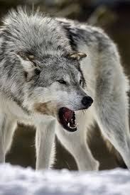 Kurt Bozkurt Turk Suskun Muratcelep Wolf Kurt Ruhu Hayvan
