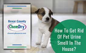 Keep in mind though, that you will not be able to eliminate the smell entirely, some of it is just due to your pet's chemistry and can't be avoided. How To Get Rid Of Dog Smell New House