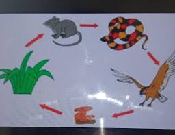 Ketika kita mempelajari pengetahuan alam. Jelaskan Mengenai Rantai Makanan Berdasarkan Gambar Berikut Brainly Co Id