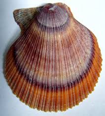Image result for Scleria hispidula