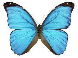 Blue butterfly animal wallpaper hd. Blue Butterfly Picture Transparent Background Blue Butterfly Png 2048x1536 Wallpaper Teahub Io