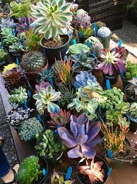 K & l cactus and succulent nursery. A Table At The Sacramento Cactus Succulent Society S Plant Sale Last Weekend Succulents