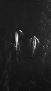 Wallpaper engine 4k خلفيات متحركة على سطح المكتب. Ø®Ù„ÙÙŠØ§Øª Ù…ÙˆØ¨Ø§ÙŠÙ„ 2019 Mobile Wallpapers Variety