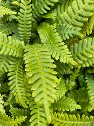 Image result for Blechnum