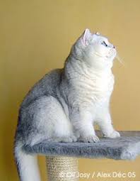 In a chinchilla silver shaded british shorthair, the shading is restricted to the top eighth of the hair, or even less. 19 Brtish Shorthair Chinchilla Ideas British Shorthair Cats Cat Love Beautiful Cats