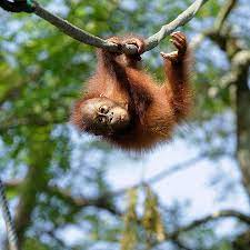 Visit Singapore Zoo Wildlife Reserves Singapore