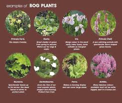 Check spelling or type a new query. Guide To Bog Marsh Pond Plants Easy Tips Best Results