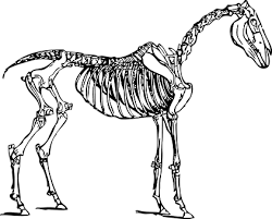 anatomie pferd wie ist der pferdekorper aufgebaut korperbau pferd skelett zeichnungen pferd skelett anatomie