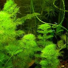 Image result for Limnophila crassifolia