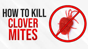 We did not find results for: How To Get Rid Of Clover Mites Tiny Red Bugs Infestation Diy Pest Control Youtube