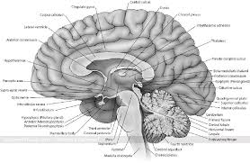 Medical Illustration Of Brain Anatomy Neuroanatomy Midsagittal View Showing Cingulate Gyrus Centra Skeletal System Anatomy Medical Illustration Brain Anatomy
