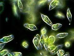 A guide to higher lifeforms Euglena Rostrifera Protozoan Videos Olympus Ls