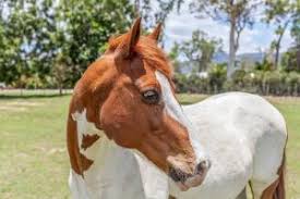 Developed from a base of spotted horses with quarter horse and thoroughbred bloodlines, the american paint horse association (apha) breed registry is now one of. Paint Horse Charakter Herkunft Zucht Markt De