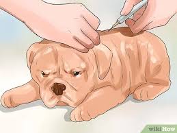 Your dog may also communicate the extreme discomfort and distress caused by a brain tumor by whimpering, whining and whelping. How To Care For A Dog With Brain Cancer 11 Steps With Pictures