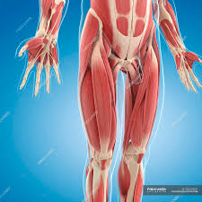 What are the main arteries of the body? Lower Body Musculature Human Anatomy Medicine Stock Photo 160169210