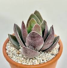 Image result for Crassula alba