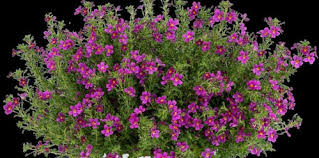 Image result for Jamesbrittenia