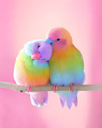 Free samples · easy installation · environmentally friendly Rainbow Fluffy Birds Wallpapers Wallpaper Cave