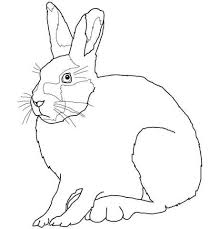 Polar animals fieltro juguetes adornos imanes llaveros | etsy. Arctic Hare Coloring Page From Hares Category Select From 26278 Printable Crafts Of Cartoons Nature Animals Bible A Arctic Hare Hare Drawing Coloring Pages