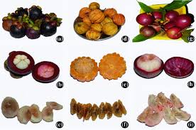 Garcinia cambogia extract is a supplement that comes from the rind of the garcinia cambogia fruit, a small pumpkin like shaped fruit, more widely known as a tamarind in many areas. Breeding Of Garcinia Spp Springerlink