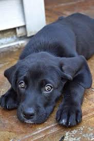 Account Suspended Puppies Lab Puppies Black Lab Puppies