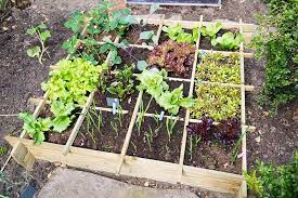 Check spelling or type a new query. 25 Incredible Vegetable Garden Ideas Trees Com