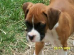 Above you will find the latest boxer puppies which we have for sale. Boxer Puppies In Oklahoma
