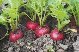 Vines can cover the ground while tall stalks grow skywards, allowing two plants to occupy the same patch. What To Plant In April Best Flowers And Vegetables To Plant In Spring