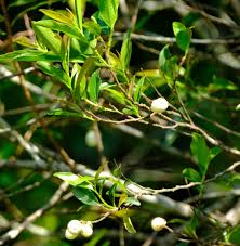 Image result for Aphloia theiformis