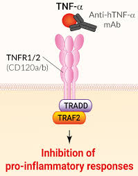 Image result for TNF Inhibitor
