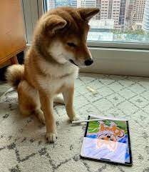Nft Shiba Nftshiba Twitter