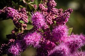 Image result for Spiraea douglasii