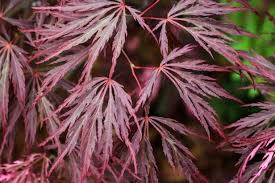 A line of maple trees along a ridge in japan 680x1024. Japanese Maples How To Plant Grow And Care For Japanese Maples Hgtv