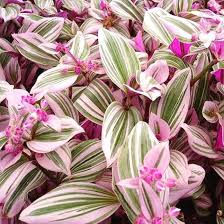 Image result for Tradescantia