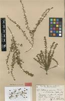 Image result for Crotalaria spinosa