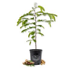 Image result for Tamarindus indica